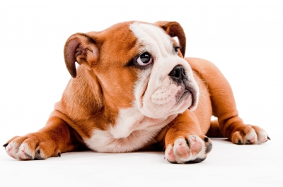 Pets in Free-Fall